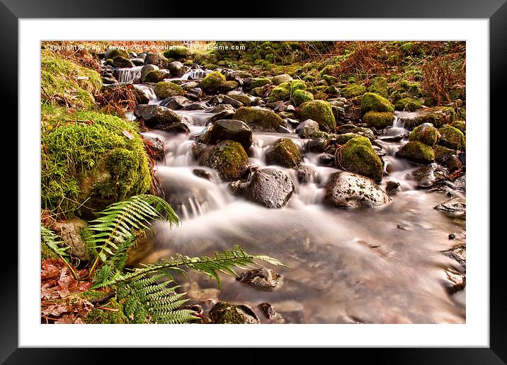  Fern By The Stream Framed Mounted Print by Gary Kenyon