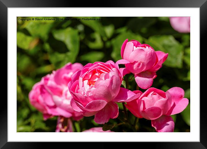  A group of pink rose blossoms Framed Mounted Print by David Knowles