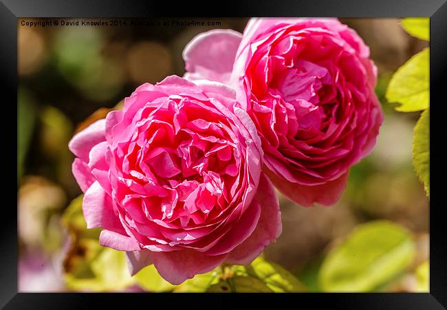  Twin pink rose blossoms Framed Print by David Knowles