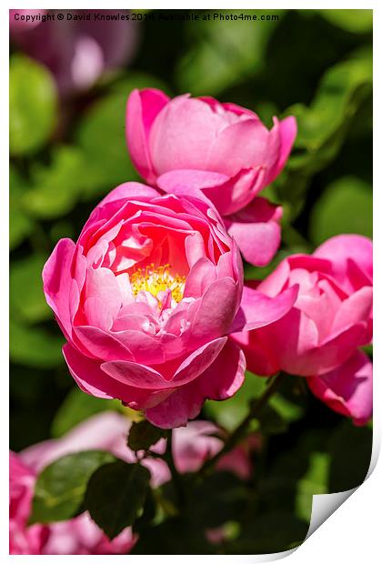  Triple pinks, three pink rose blooms  Print by David Knowles