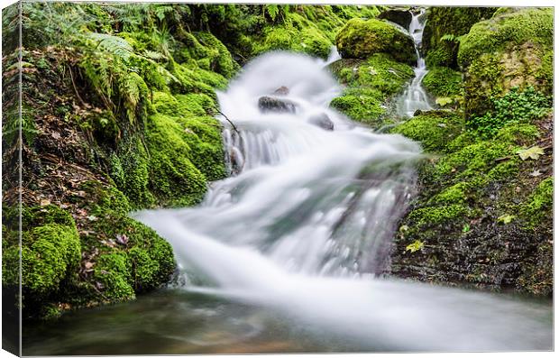  Skill Beck in Dodd Wood Cumbria  Canvas Print by Phil Tinkler