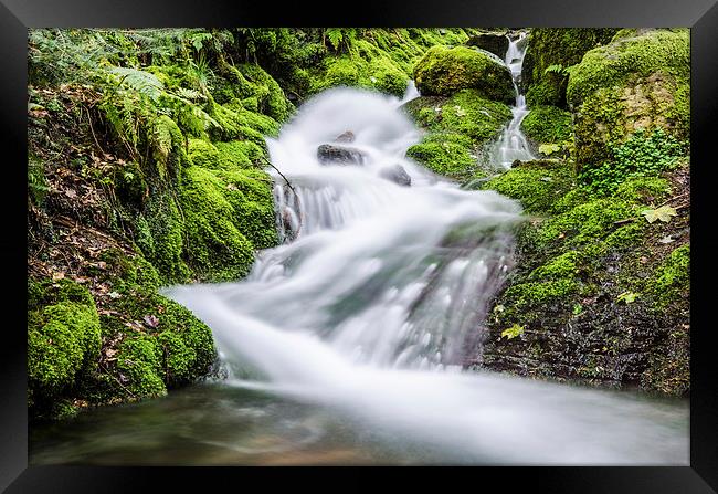  Skill Beck in Dodd Wood Cumbria  Framed Print by Phil Tinkler