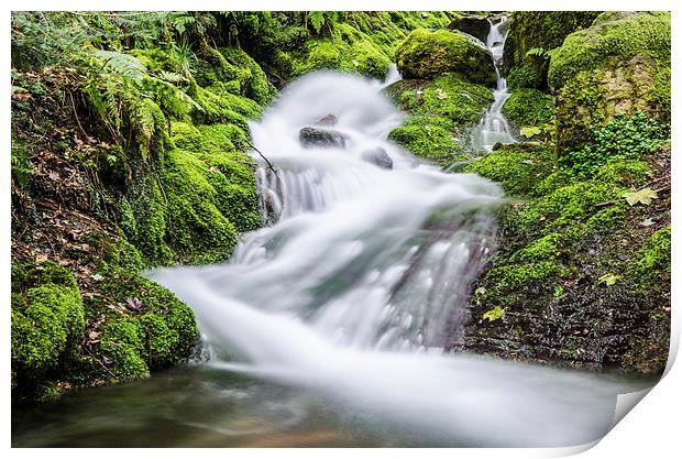  Skill Beck in Dodd Wood Cumbria  Print by Phil Tinkler