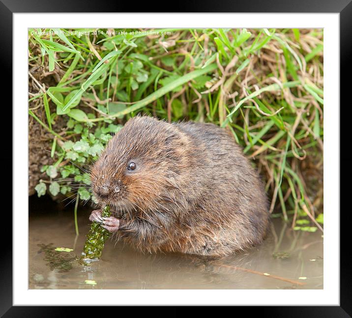  Water Vole  Framed Mounted Print by Philip Pound