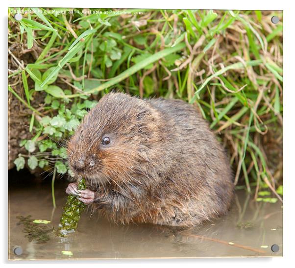  Water Vole  Acrylic by Philip Pound