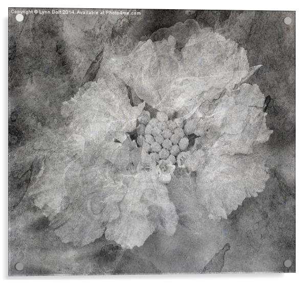  Scabious Flower with Texture Acrylic by Lynn Bolt