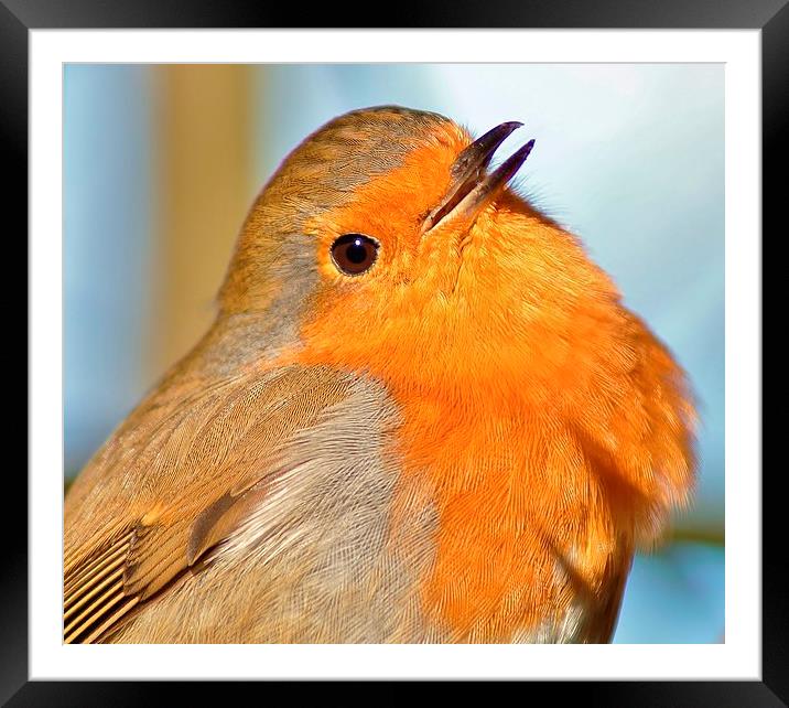  The Robin Framed Mounted Print by Tim Clifton