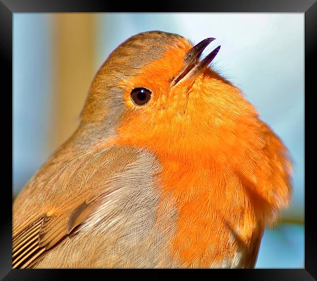  The Robin Framed Print by Tim Clifton