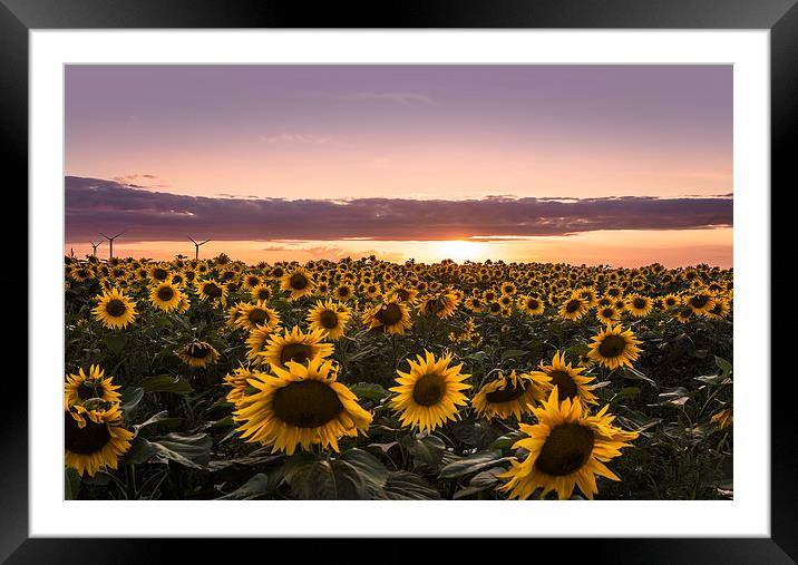 Sunset of Sunflower Field Framed Mounted Print by Adam Payne