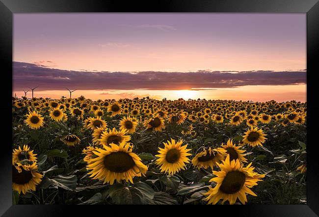 Sunset of Sunflower Field Framed Print by Adam Payne