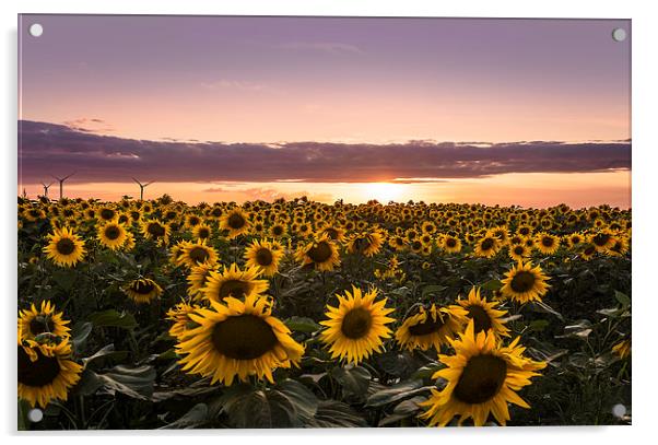 Sunset of Sunflower Field Acrylic by Adam Payne