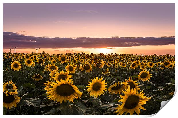Sunset of Sunflower Field Print by Adam Payne