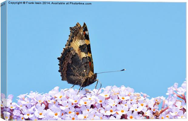 A Tortoiseshell butterfly feeds on Buddlea Canvas Print by Frank Irwin