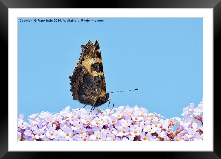 A Tortoiseshell butterfly feeds on Buddlea Framed Mounted Print by Frank Irwin
