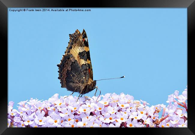 A Tortoiseshell butterfly feeds on Buddlea Framed Print by Frank Irwin