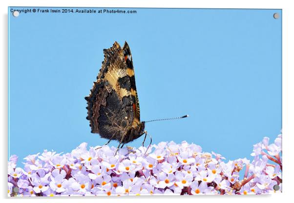 A Tortoiseshell butterfly feeds on Buddlea Acrylic by Frank Irwin