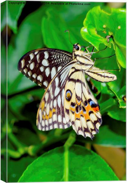 The Common Lime butterfly of Singapore Canvas Print by Frank Irwin