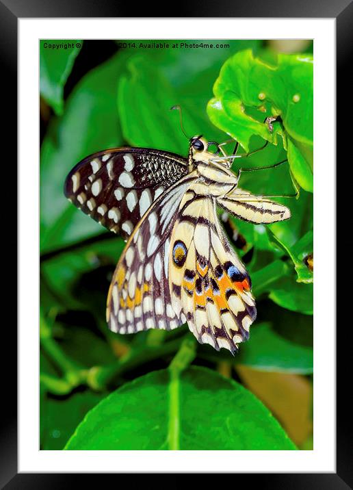 The Common Lime butterfly of Singapore Framed Mounted Print by Frank Irwin