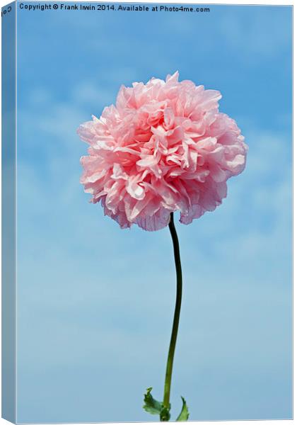  Spring ‘Pink’ Poppy in full bloom Canvas Print by Frank Irwin