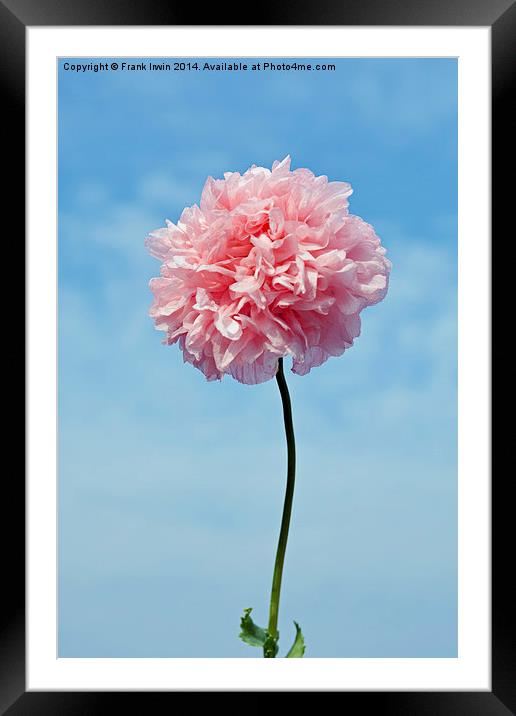  Spring ‘Pink’ Poppy in full bloom Framed Mounted Print by Frank Irwin