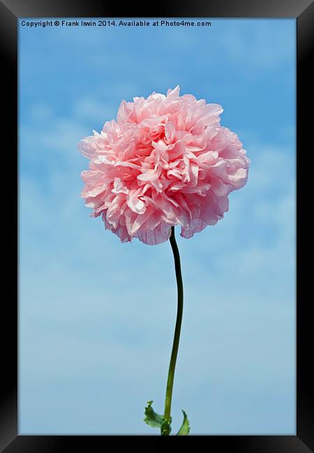 Spring ‘Pink’ Poppy in full bloom Framed Print by Frank Irwin