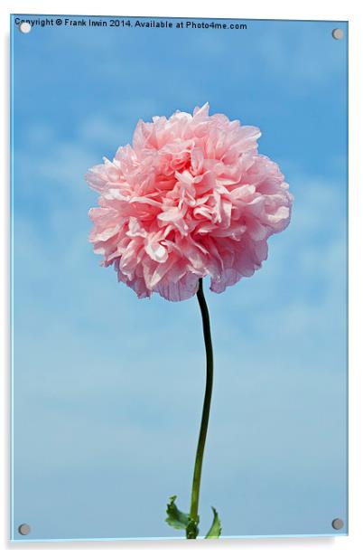  Spring ‘Pink’ Poppy in full bloom Acrylic by Frank Irwin
