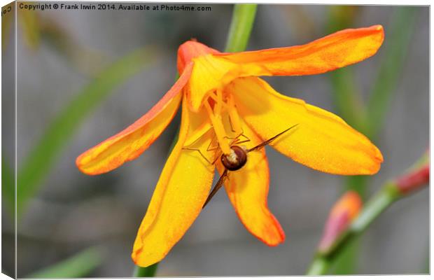  Colourful Close-up Montbretia with a bee feeding Canvas Print by Frank Irwin
