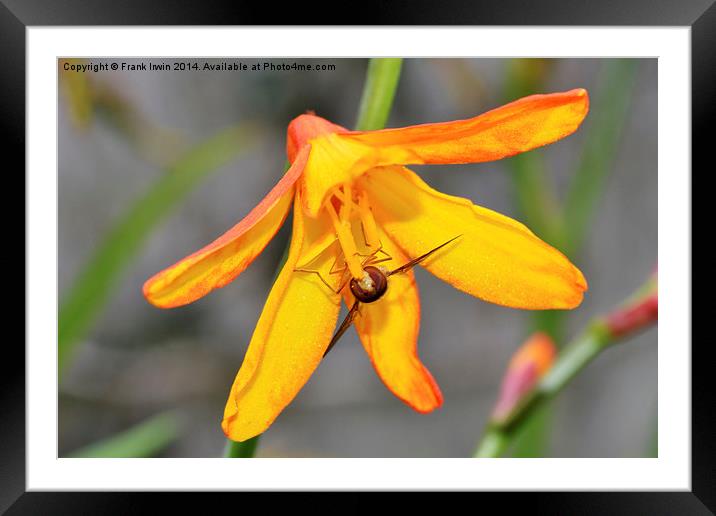  Colourful Close-up Montbretia with a bee feeding Framed Mounted Print by Frank Irwin