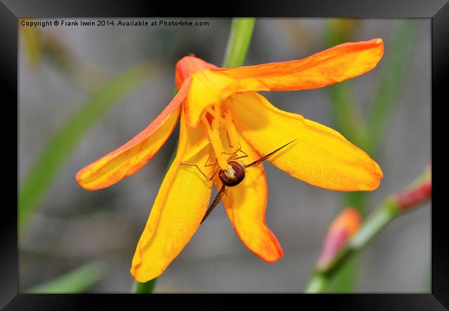  Colourful Close-up Montbretia with a bee feeding Framed Print by Frank Irwin