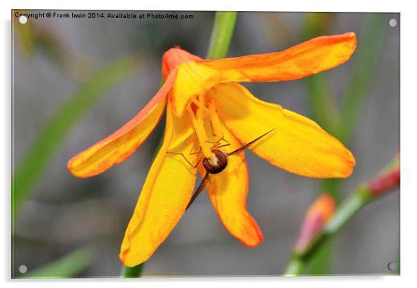  Colourful Close-up Montbretia with a bee feeding Acrylic by Frank Irwin