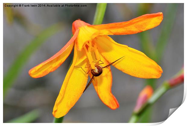  Colourful Close-up Montbretia with a bee feeding Print by Frank Irwin