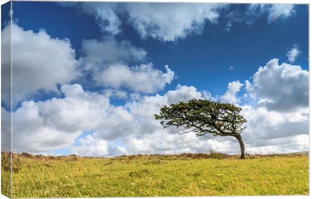  Prevailing Wind on Exmoor Canvas Print by Bob Small