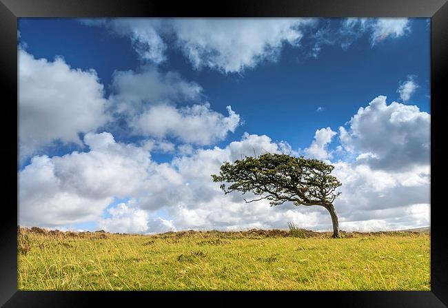 Prevailing Wind on Exmoor Framed Print by Bob Small