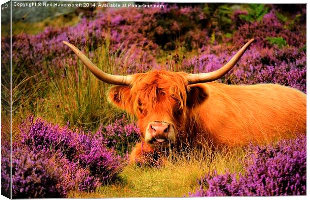  Highland and Heather Canvas Print by Neil Ravenscroft