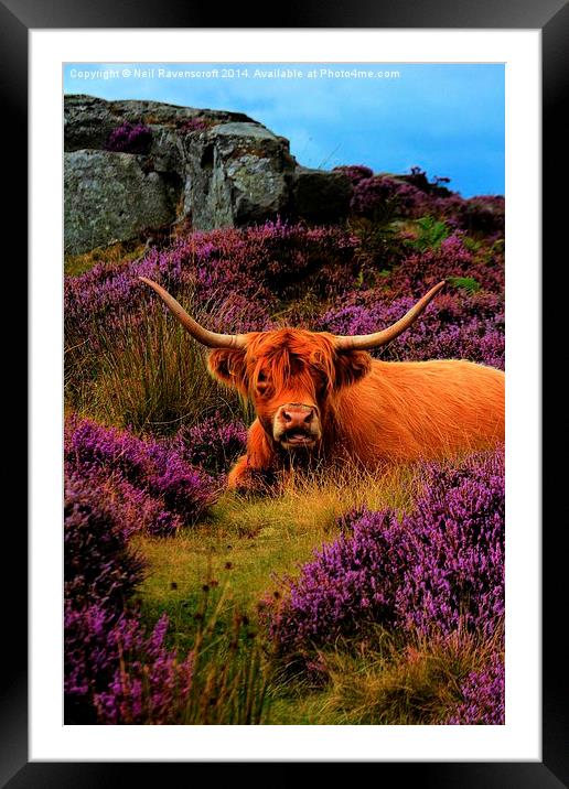   Highland and Heather 2 Framed Mounted Print by Neil Ravenscroft