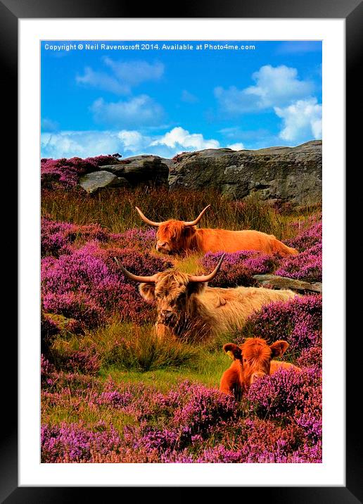 Highland cattle Baslow edge Framed Mounted Print by Neil Ravenscroft
