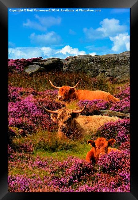  Highland cattle Baslow edge Framed Print by Neil Ravenscroft