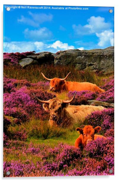  Highland cattle Baslow edge Acrylic by Neil Ravenscroft
