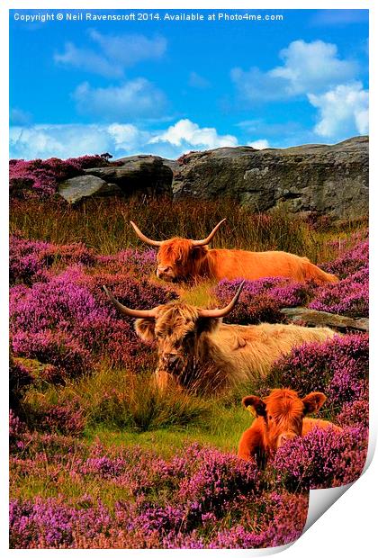  Highland cattle Baslow edge Print by Neil Ravenscroft