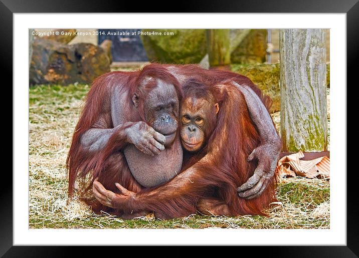  Together Forever - two cuddling orang-u-tans Framed Mounted Print by Gary Kenyon