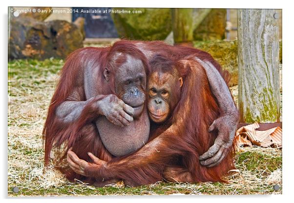 Together Forever - two cuddling orang-u-tans Acrylic by Gary Kenyon