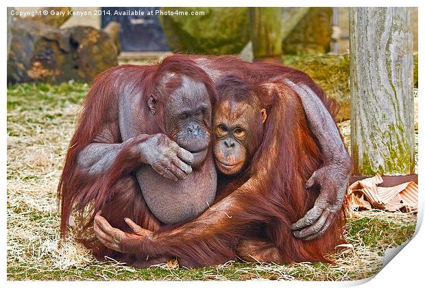  Together Forever - two cuddling orang-u-tans Print by Gary Kenyon