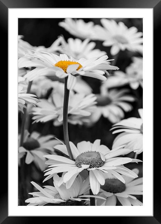 Standing Out From The Crowd 2 Framed Mounted Print by Steve Purnell