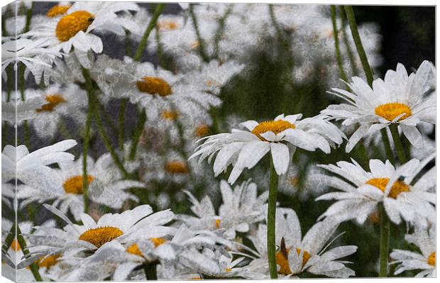 Oxeye Daisies Textured Canvas Print by Steve Purnell