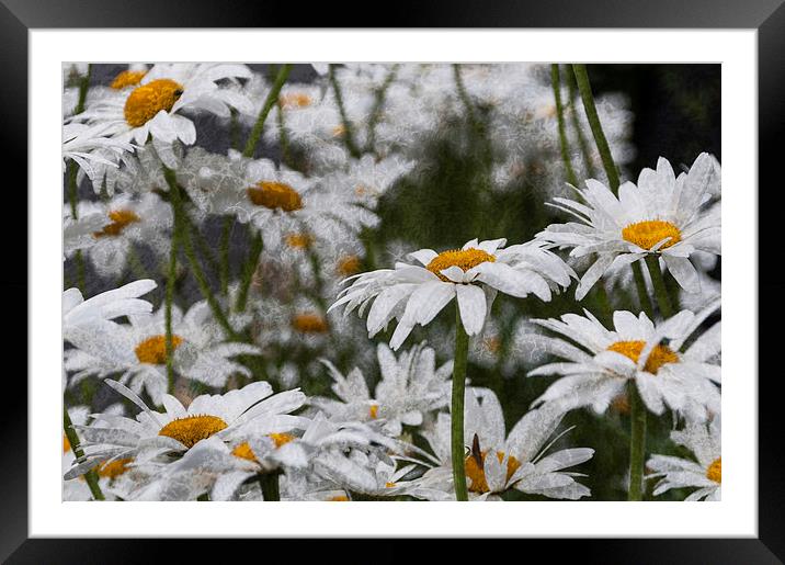 Oxeye Daisies Textured Framed Mounted Print by Steve Purnell