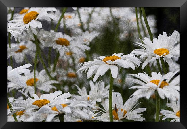 Oxeye Daisies Textured Framed Print by Steve Purnell
