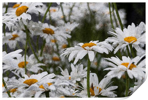 Oxeye Daisies Textured Print by Steve Purnell