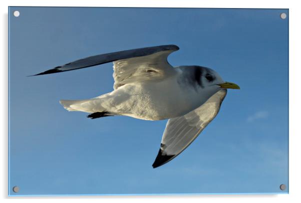  Kittiwake on the wing Acrylic by Karl Butler