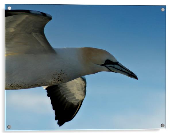  Gannet on the wing Acrylic by Karl Butler