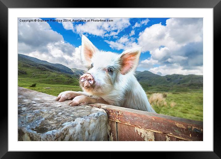 Cute Pig Looks Out On To The Wide World Framed Mounted Print by Graham Prentice